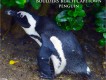 1303180418 - 000 - southafrica boulder beach penguin